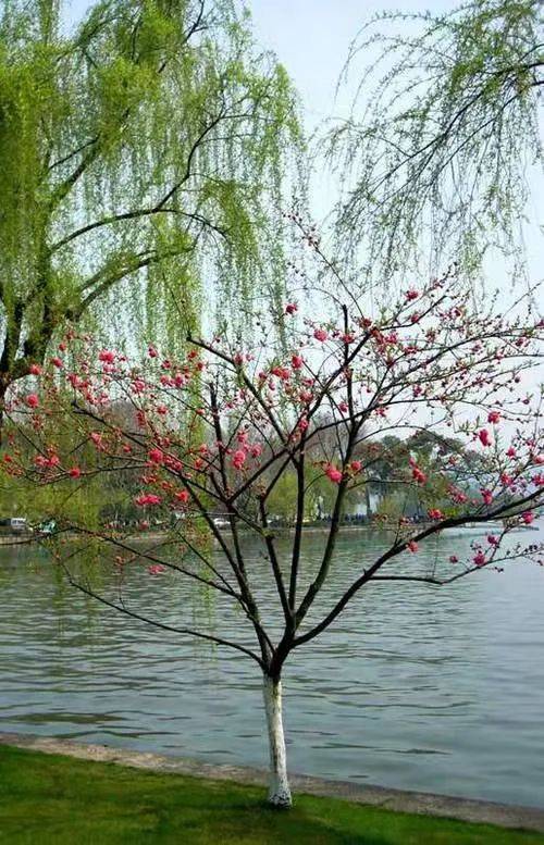春之韵：繁花与活力