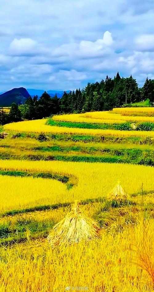 秋之韵：金黄与丰收