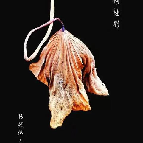从成都王老师摄影聊到日本摄影类大学