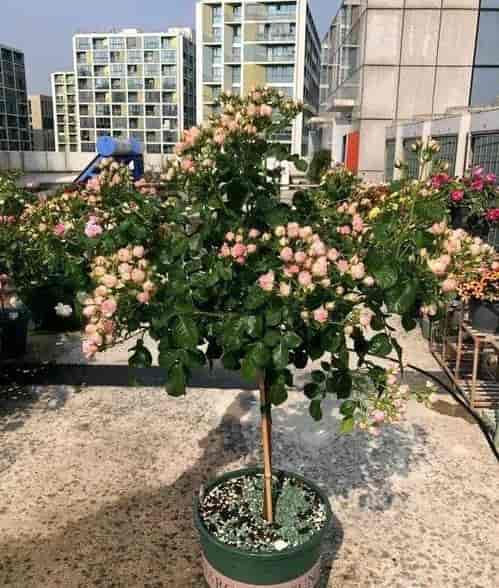 嘿，在成都树莓教育学拍摄得花多少钱呀？