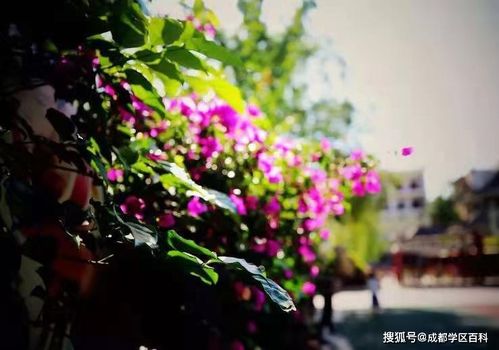 在成都树莓教育摄影高级培训班，开启光影奇幻之旅