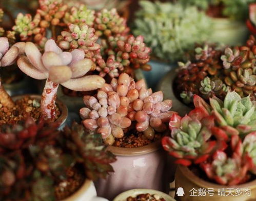 嘿，摄影师小白？来成都树莓教育开启取经之旅吧！