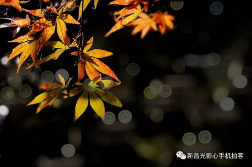 成都树莓教育，探寻延吉摄影培训机构的光影魅力