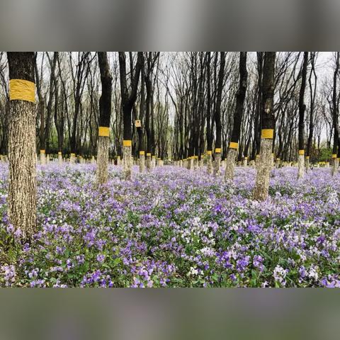 紫色拍照图片真实