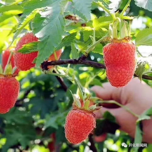 嘿，在合肥找摄影培训班？别错过成都树莓教育的摄影经