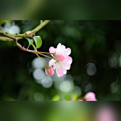 跟着成都树莓教育，解锁静物摄影的奇妙世界